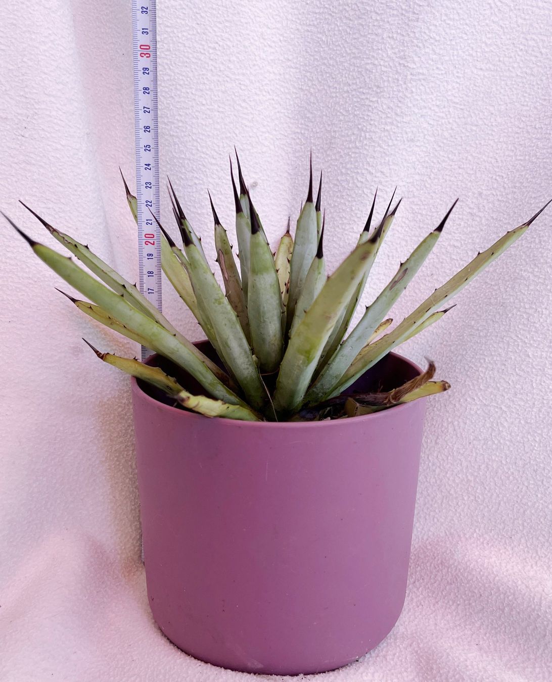 Pflanzen & Samen: AGAVE**Macroacantha***** – Neu (gemäss Beschreibung) aus Dübendorf von Orchid18 2