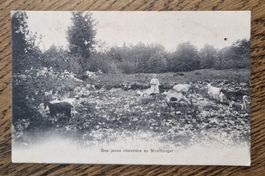 La jeune chevrière au Montborget 1908