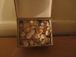 Viele schöne Muscheln zum Basteln