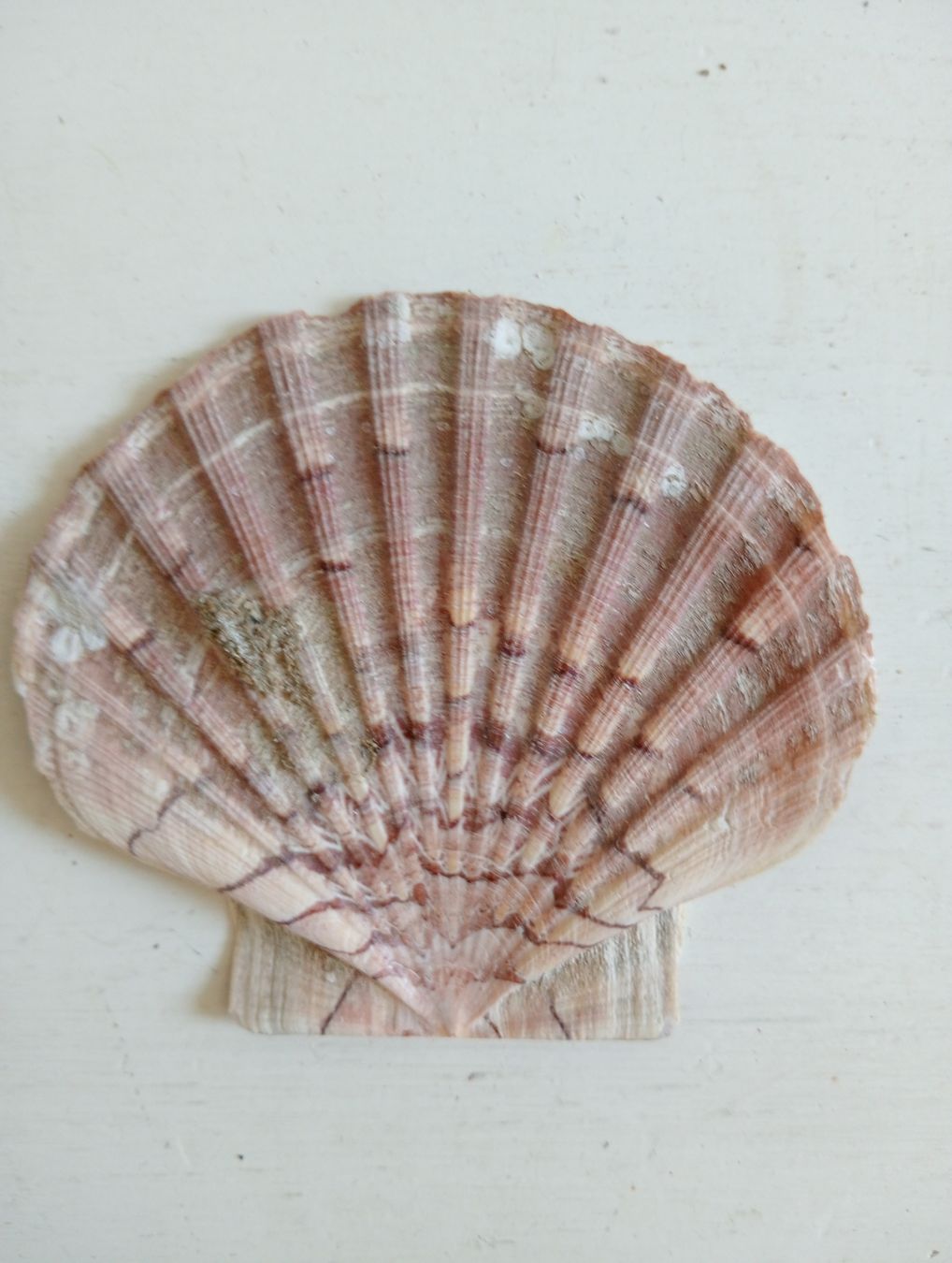 Tutte le decorazioni: Deko Jakobsmuscheln 9-10 cm  – Usato da Allschwil venduto da Evgeniia78 2