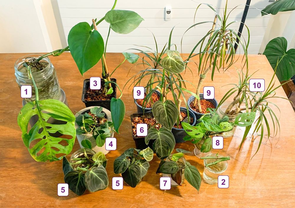 PflanzenPacket mit Raritäten Philodendron Monstera… Kaufen auf