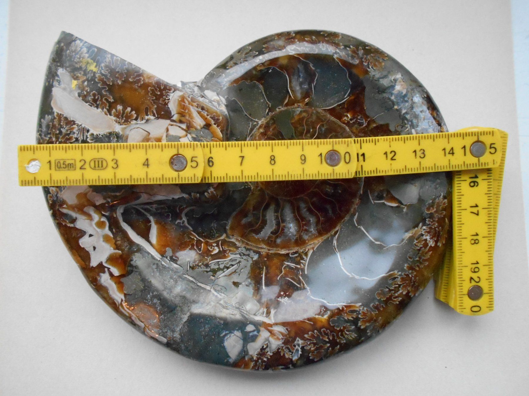 Fossili: Ammonit polierte Perlmutter ca. 721 gr. Madagaskar – Nuovo (secondo la descrizione) da Zürich venduto da swisscristal01 3