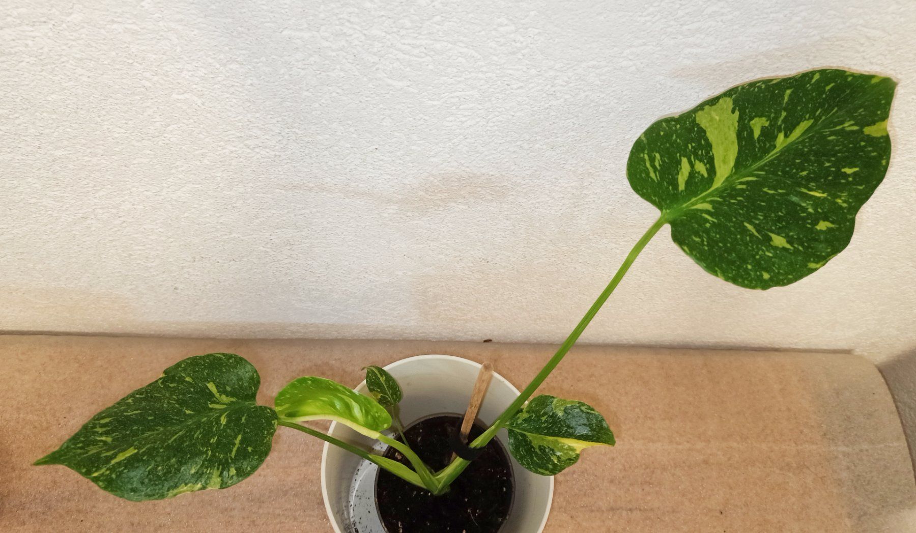 Piante & sementi: Monstera Deliciosa Electrolyte – Nuovo (secondo la descrizione) da schöftland venduto da UniquePlants