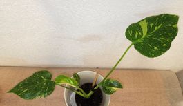Monstera Deliciosa Electrolyte