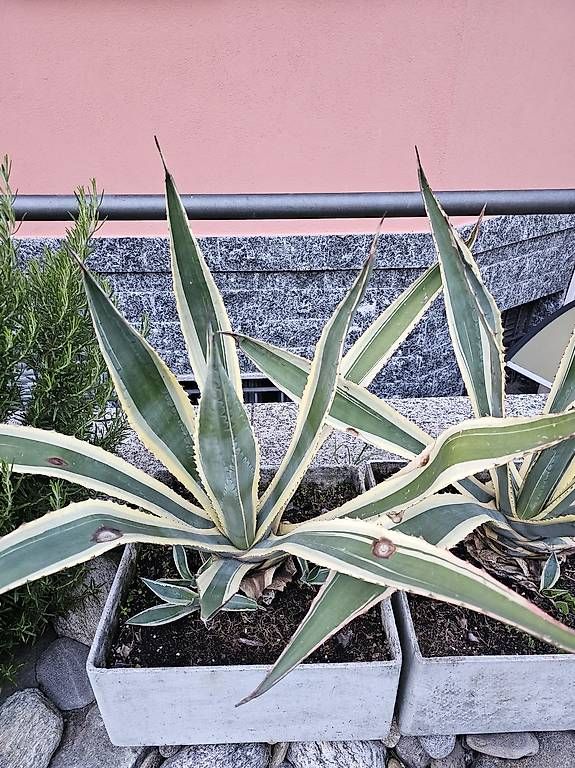 Plantes & graines: Piante Agave – Neuf avec emballage d'origine à Aurigeno par dan_2xx2 1