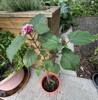 Losbaum, Clerodendrum bungei blühend, im Topf