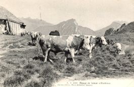 Jaman   VD  -  Alpage de JAMAN     vaches / Kühe