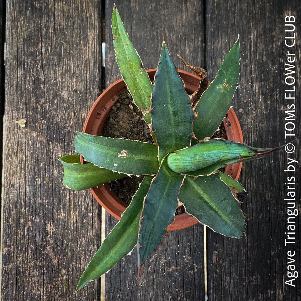Piante & sementi: Agave Triangularis - top robust & Sonne liebend – Nuovo e nell'imballaggio originale da Adliswil venduto da asTOMas963 3