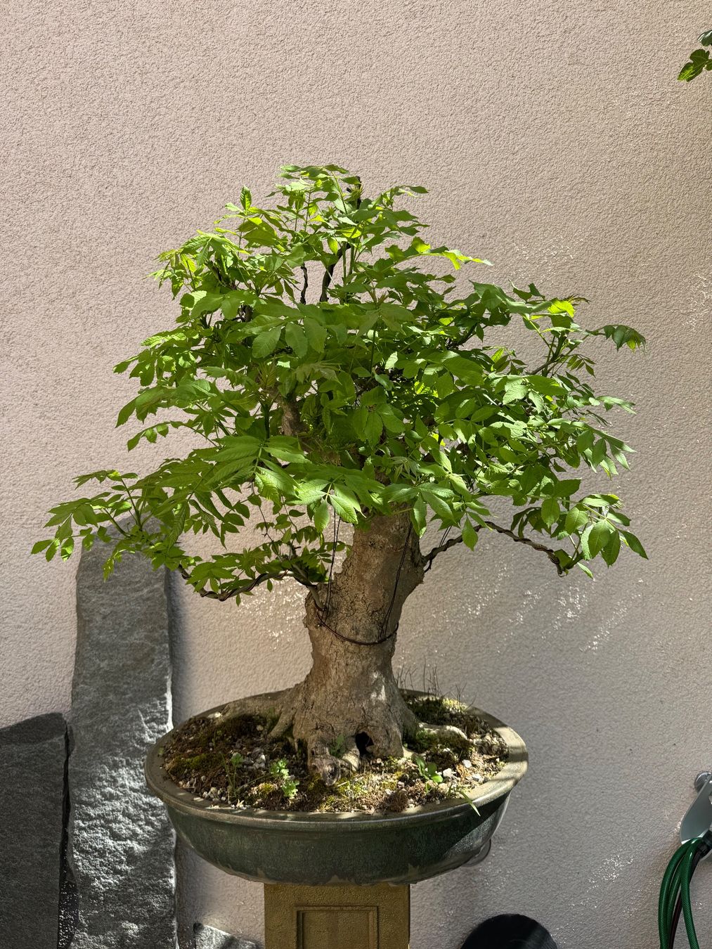Piante & sementi: Eschen Bonsai Gross – Usato da Rümlang venduto da Gruseh.ch
