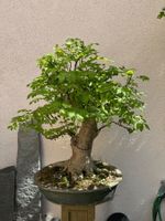 Eschen Bonsai Gross
