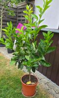 Limettenbaum Aurantilfolia für Garten/Balkon