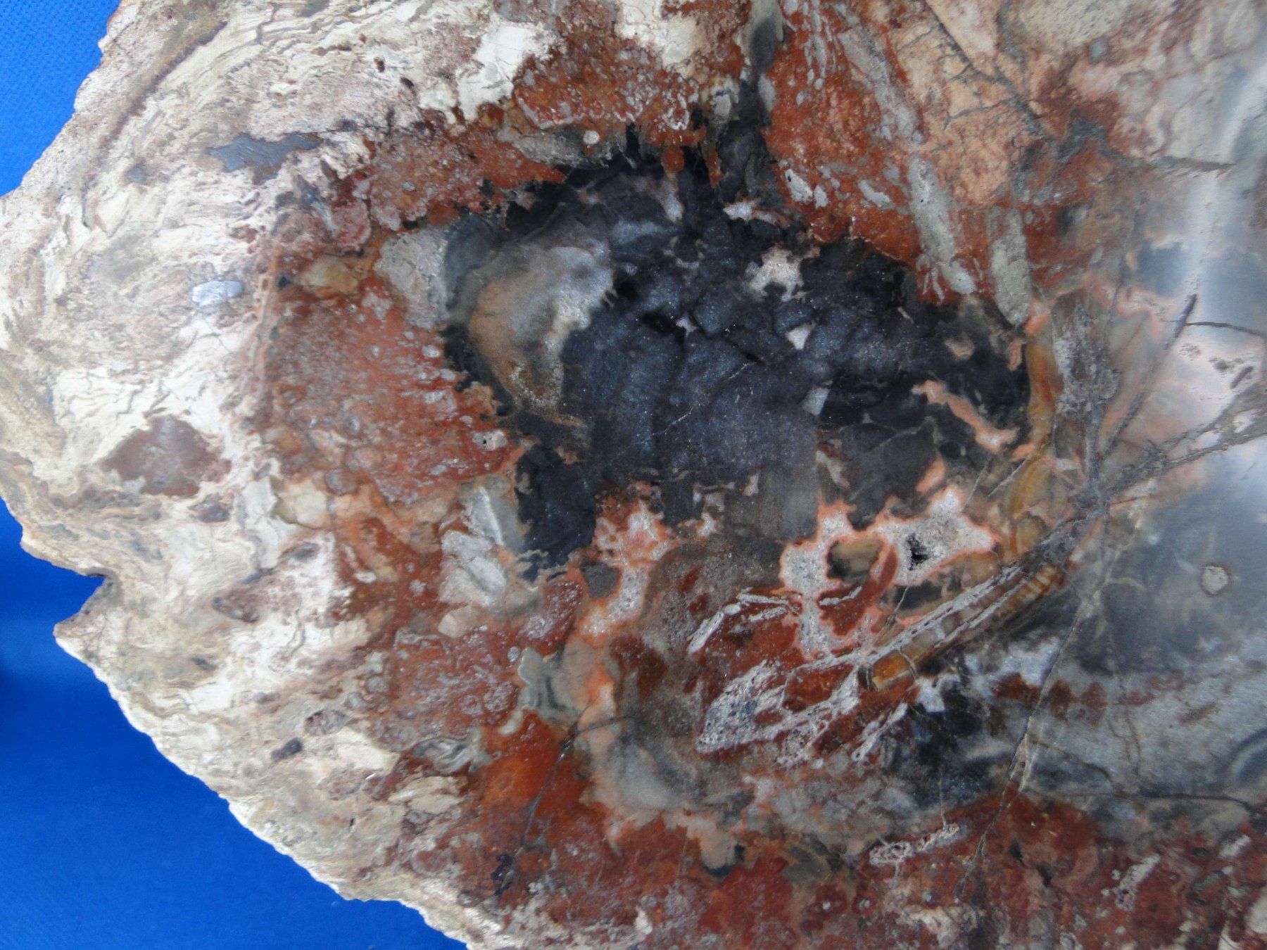 Fossili: Versteinertes Holz – Usato da Schinznach Bad venduto da Demerald 6
