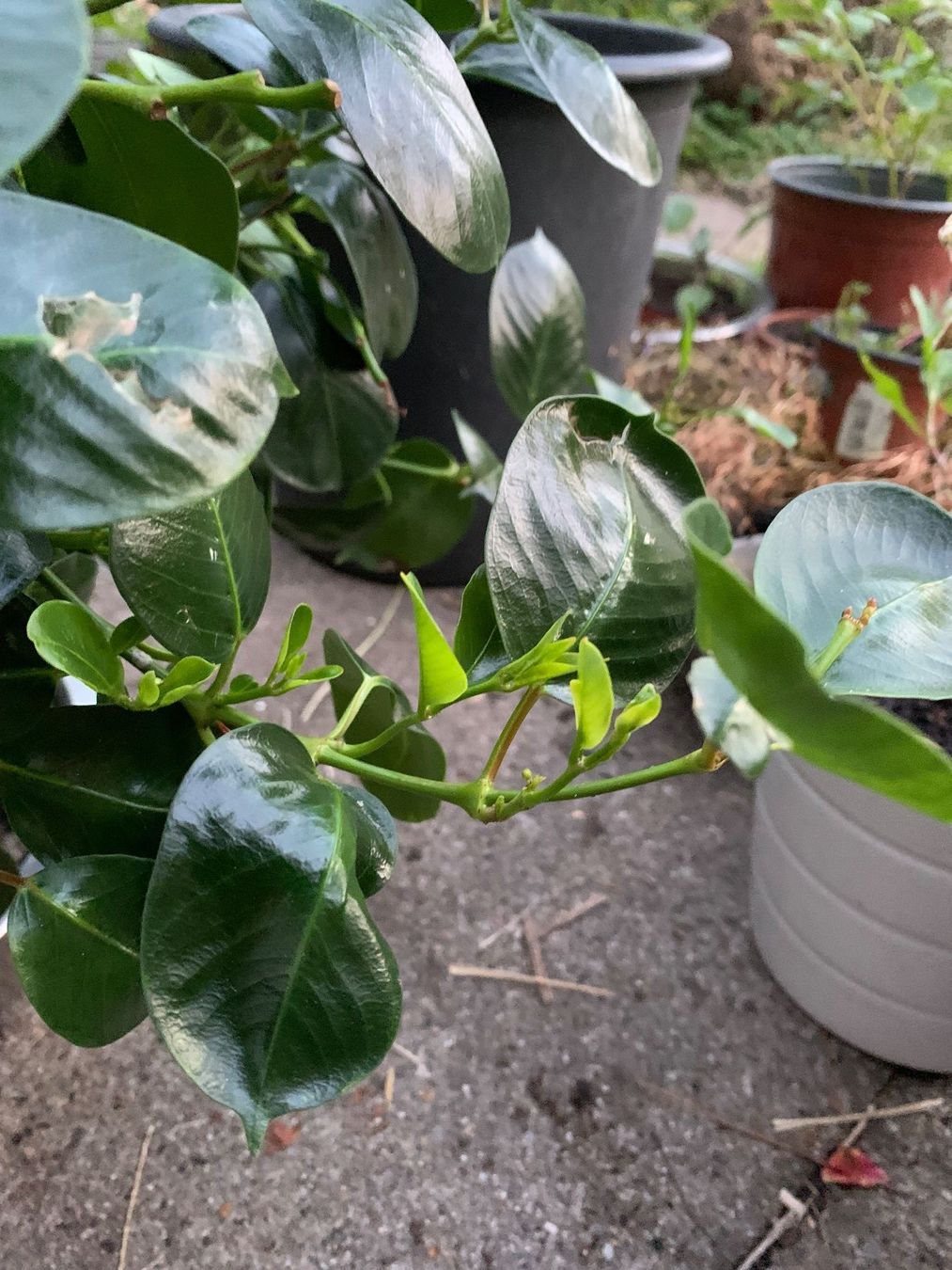 Pflanzen & Samen: Mandevilla - Dipladenia / grosse Pflanze – Neu (gemäss Beschreibung) aus Hinteregg von ERFOLG78 1