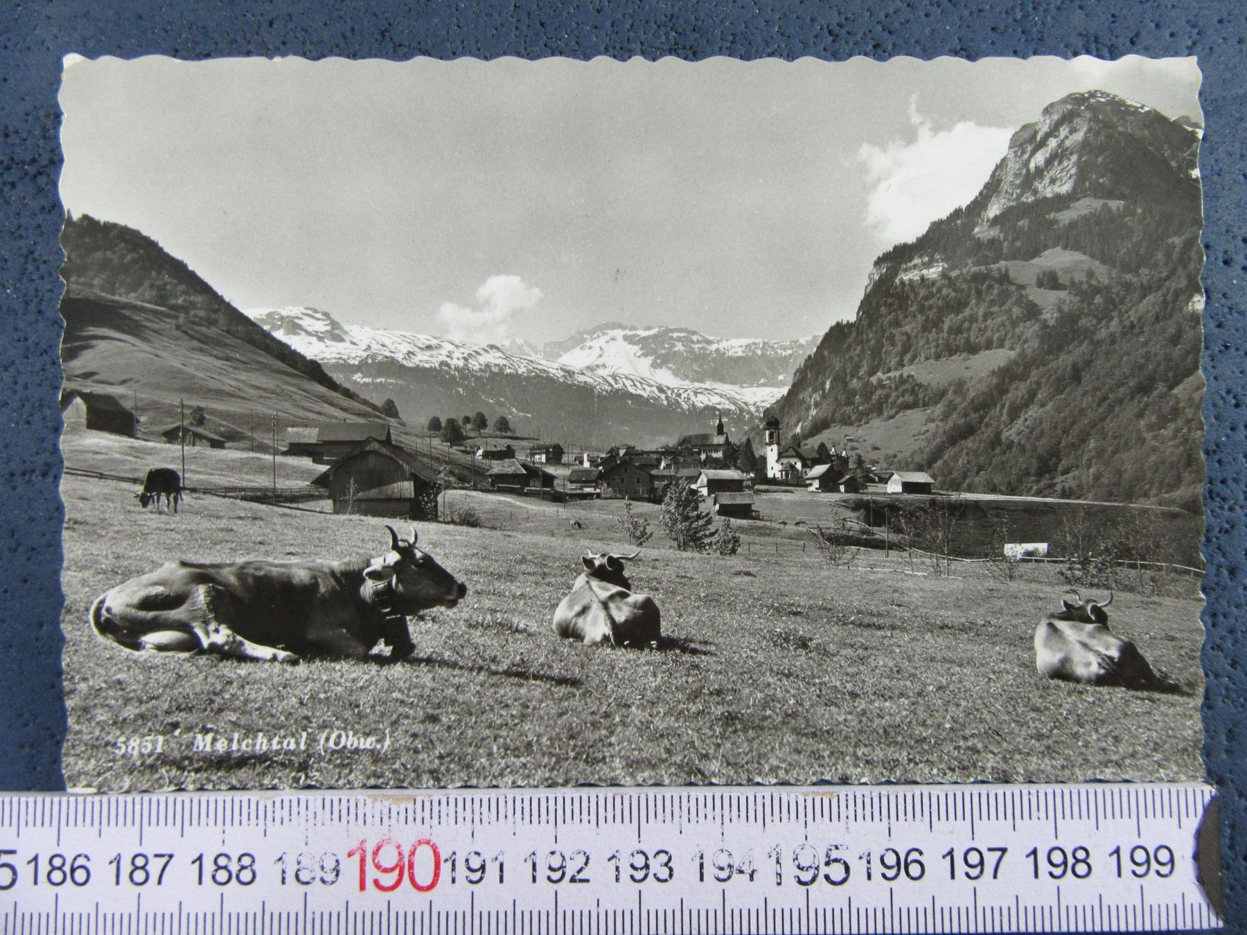 Cartoline postali: MELCHTAL 1956 KÜHE AK ONW – Usato da Ettingen venduto da Hausi4711