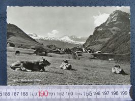 MELCHTAL 1956 KÜHE AK ONW