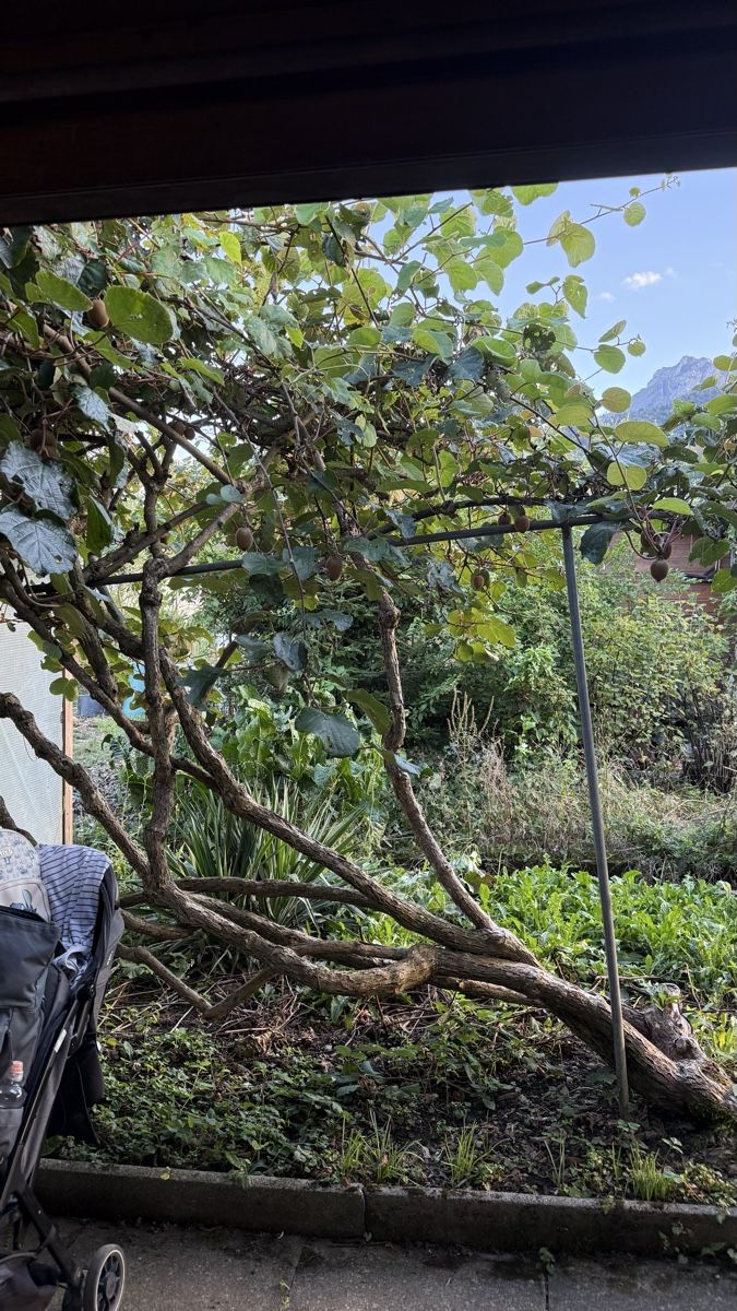 Pflanzen & Samen: Kiwibaum – Gebraucht aus Root von Jana_Ma