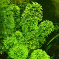 Aquarium Pflanzen/Limnophila sessiliflora