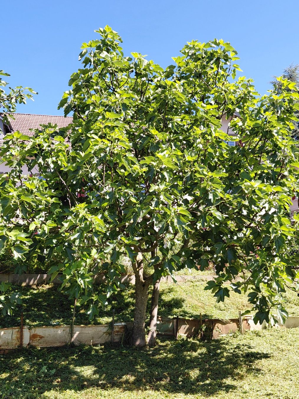 Pflanzen & Samen: Feigen- und div. Obstbäume – Gebraucht aus Wald ZH von patti7302 1