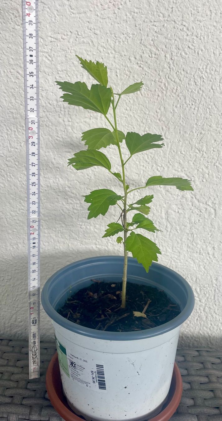 Piante & sementi: HIBISKUS - STRAUCH-EIBISCH - EIBISCH WEISS OD. LILA CA 30 CM – Nuovo (secondo la descrizione) da Buchs AG venduto da fischli610 7