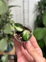 Hoya mathilde variegata 🦄✨