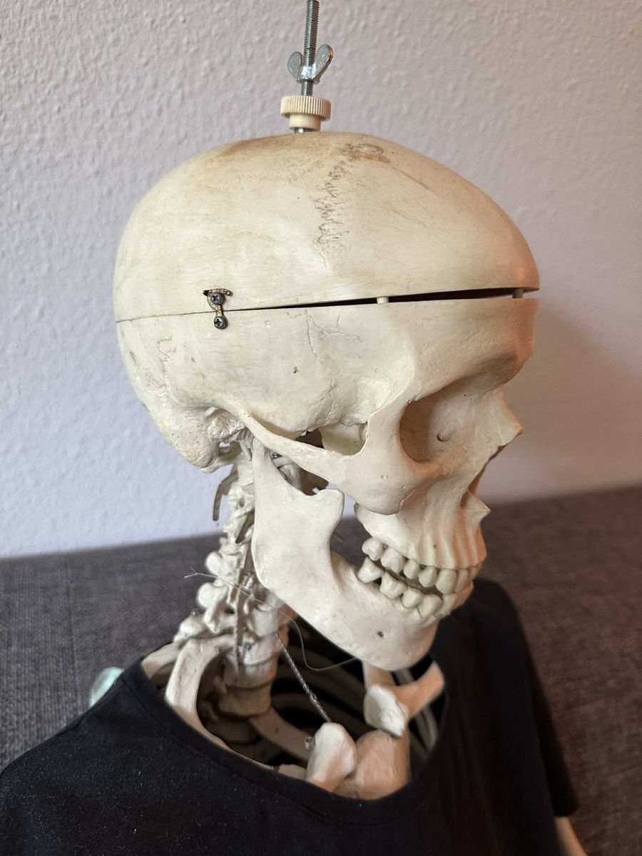 Figuren: Skelett - Lebensgross - Merett – Gebraucht aus Bern von wengseng 5