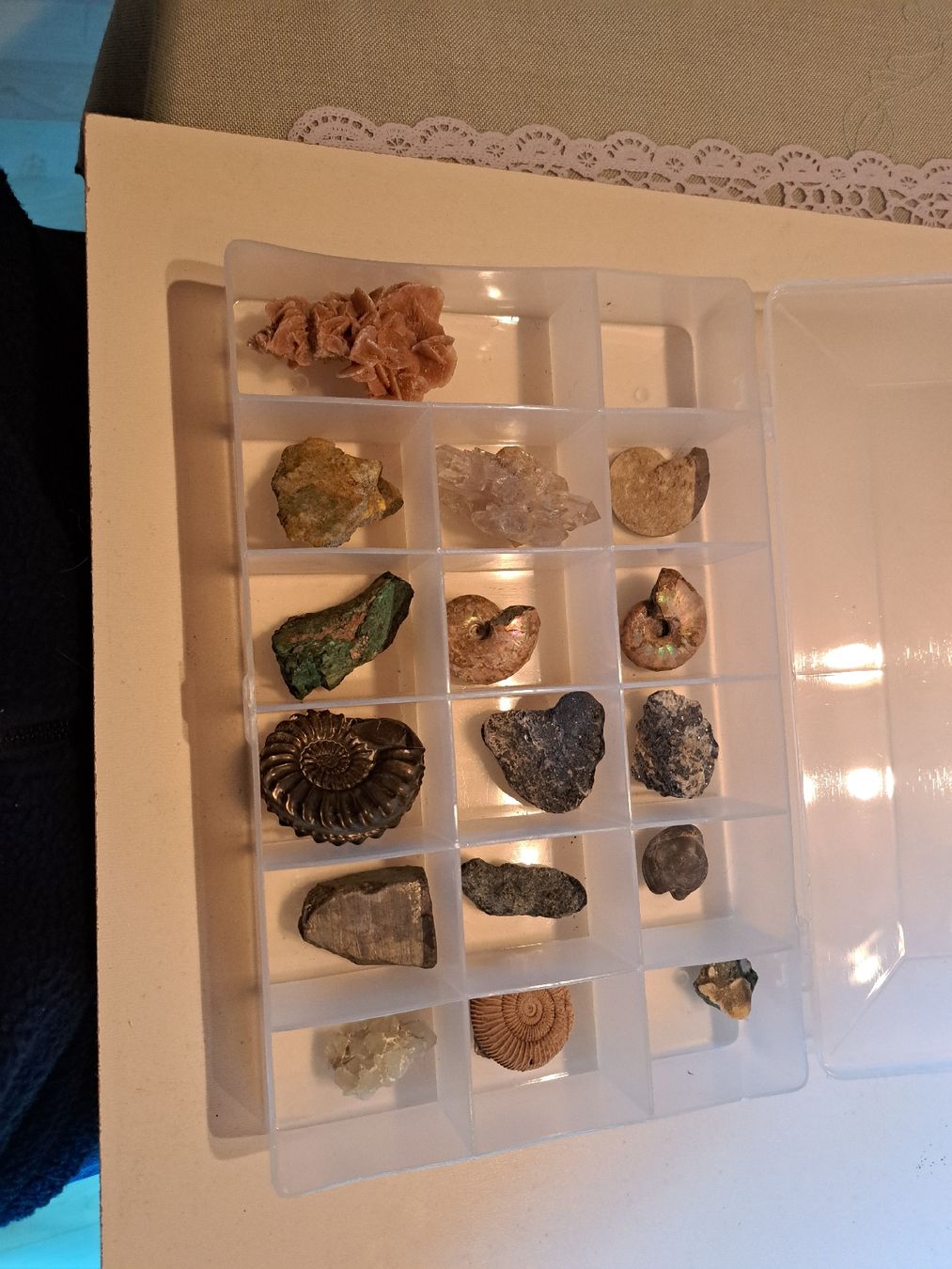 Fossilien: Div.Versteinerungen und Mineralien – Gebraucht aus Walde AG von Kunstgiesser 5