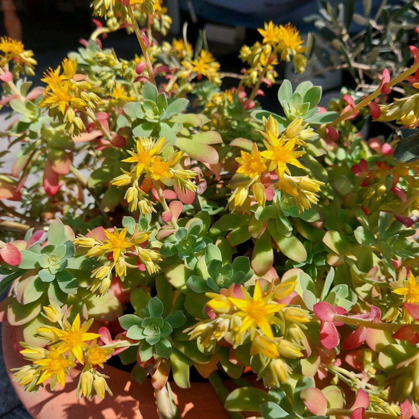 Pflanzen & Samen: Sedum Palmeri – Neu (gemäss Beschreibung) aus Küssnacht am Rigi von Mukare 5