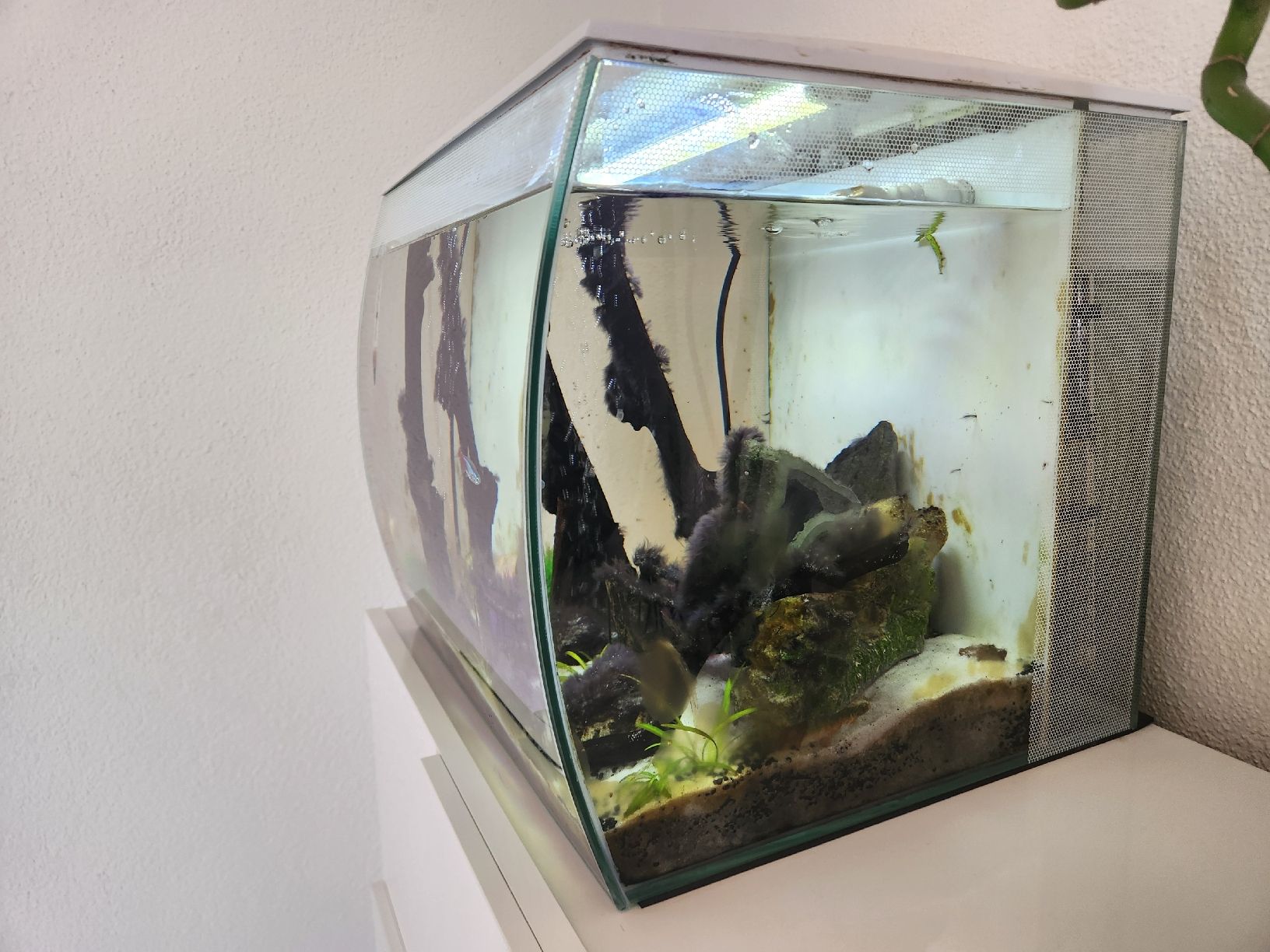 Aquarium: Aquarium Fluval Flex – Gebraucht aus Ottenbach von gia_bw75 1