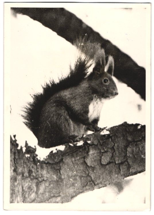Fotografie &  Plakate: Fotografie Eichhörnchen sitzt im Schnee – Gebraucht aus Berlin von bartko-reher