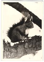 Fotografie Eichhörnchen sitzt im Schnee