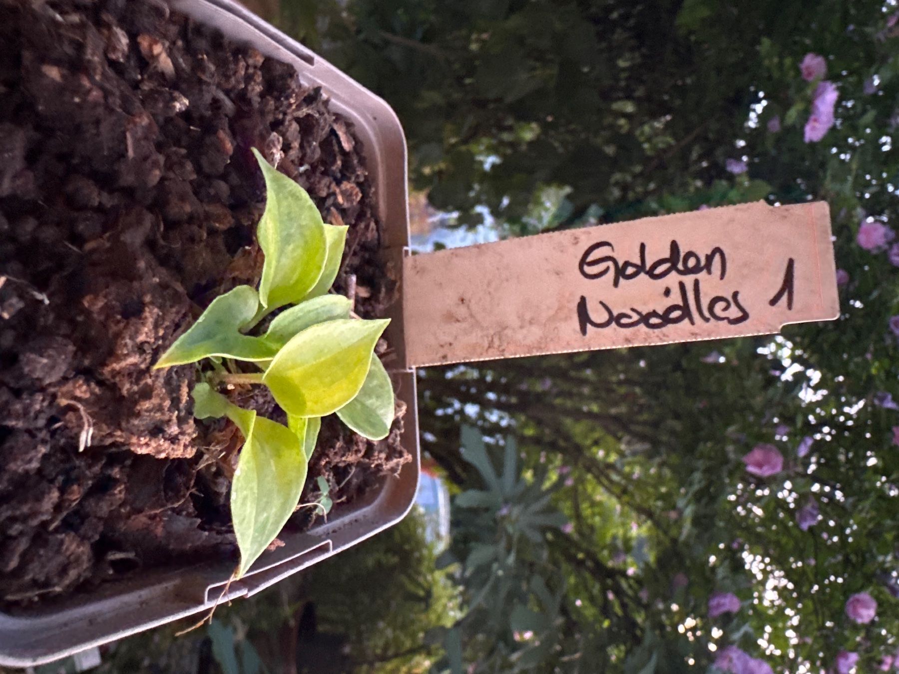 Piante & sementi: Hosta Golden Needles 1 – Usato da Lajoux JU venduto da Briard0