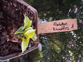 Hosta Golden Needles 1