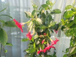 Zimmerpflanze Dipladenia im Topf ca. 90cm gute Pflege