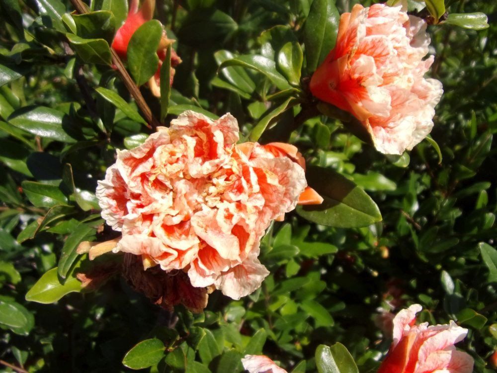 Piante & sementi: Grenadier à fleurs bicolores   'Mme Legrelle'  15-20cm – Nuovo (secondo la descrizione) da Bremblens venduto da FIBONACCI369 1