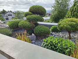 Pinus mugo Bonsai (26j) - LETZTE CHANCE!