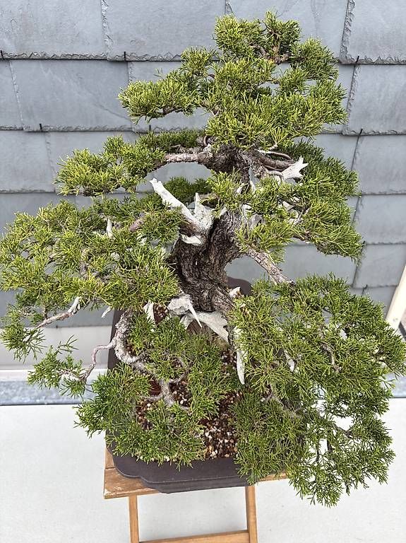 Piante & sementi: Itoigawa wacholer bonsai – Usato da Herisau venduto da men_9hwl 3