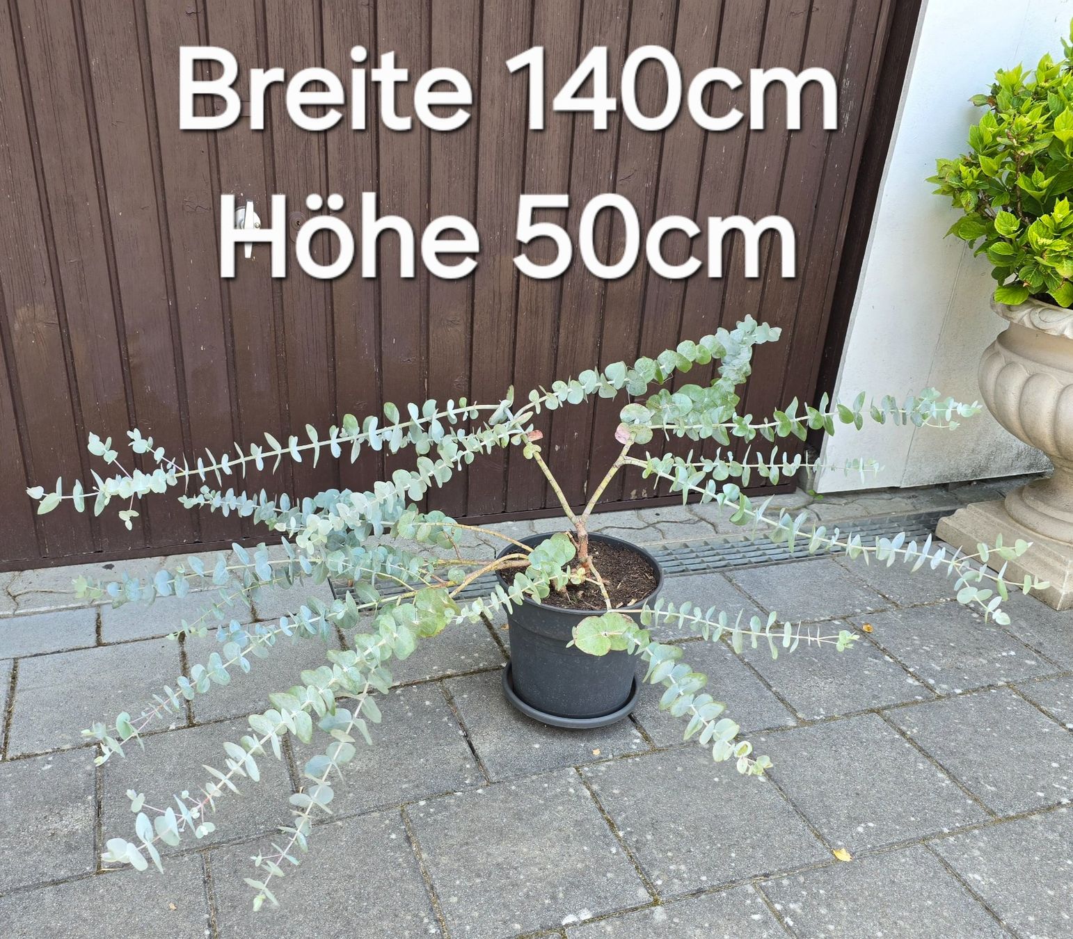 Pflanzen & Samen: Besonderer Eukalyptus – Neu (gemäss Beschreibung) aus Aarburg von popkorn65