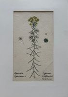 Lithographie um 1800, Botanik, RAR!