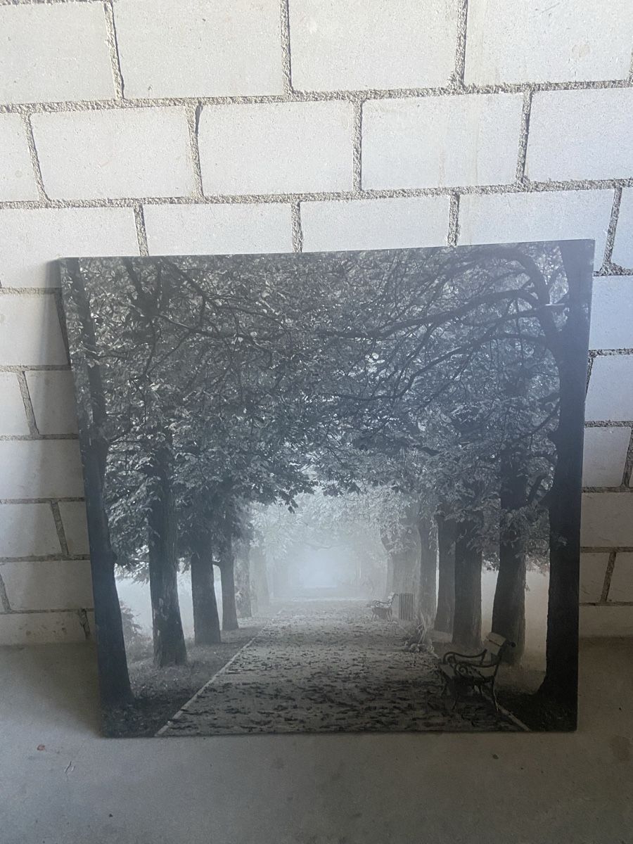 Foto & Immagini: Bild Bäume Allee – Usato da Untereggen venduto da frankieboy51173