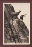ST. GALLEN - Wildpark - Gemse - 1937