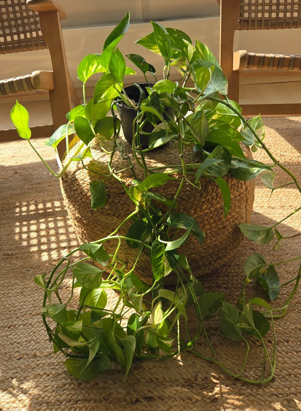 Plantes & graines: Schöne Efeutute (ca. 70cm) – D'occasion à Zürich par wile_coyote