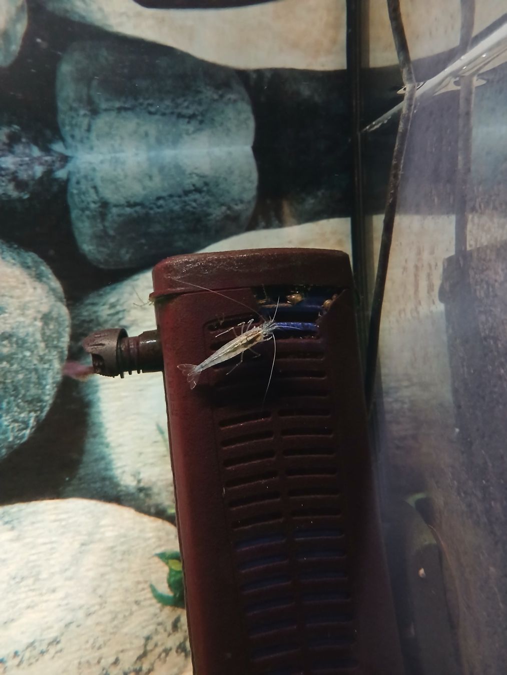 Juwel Aquarium: Aquarium 110l – Gebraucht aus Sarmenstorf von Sir_Lyncoln 4