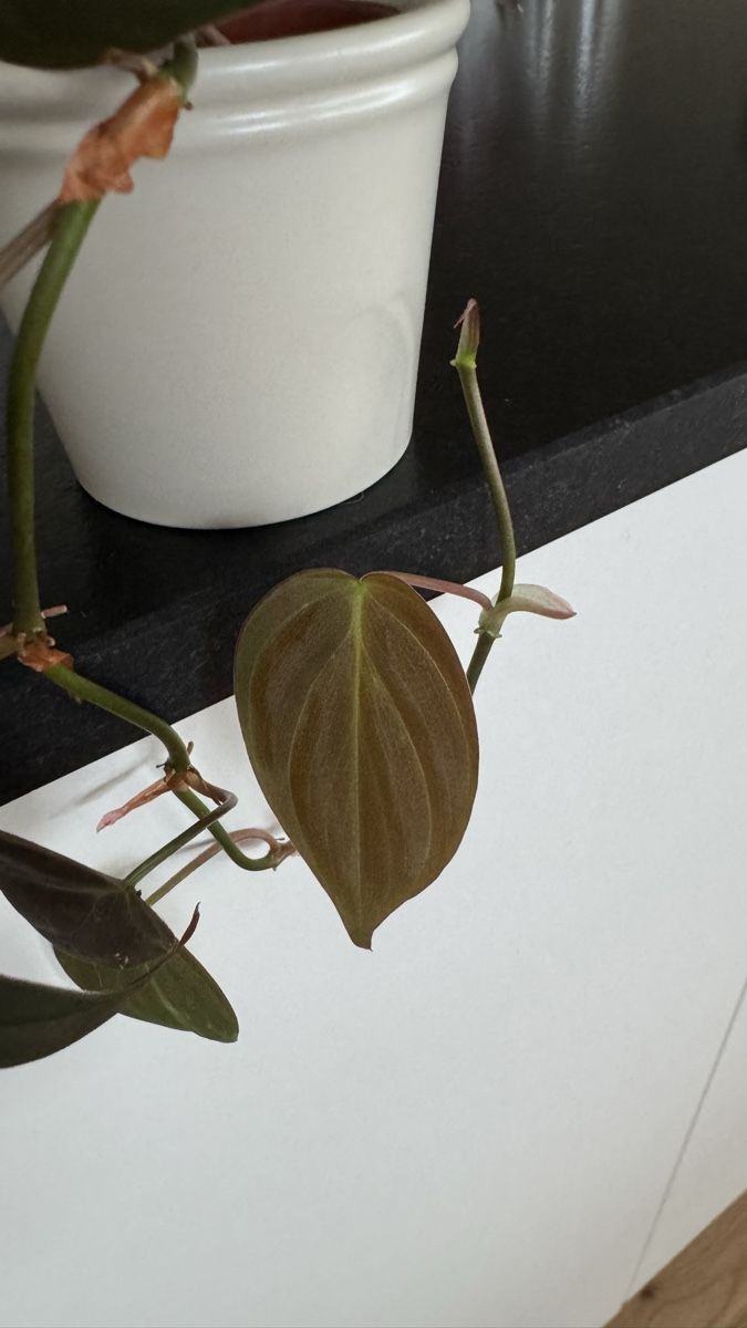 Pflanzen & Samen: Philodendron Micans - Babypflanze #3 – Neu (gemäss Beschreibung) aus Thun von DascheLii 1