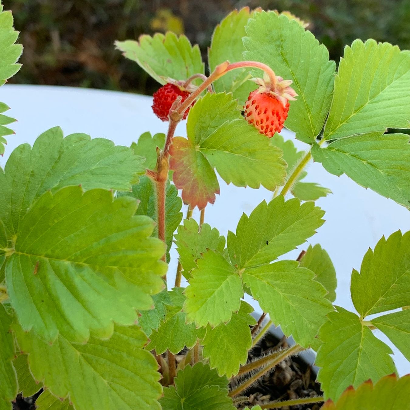 Plantes & graines: Walderdbeere / Pflanze – Neuf (Voir description) à Hinteregg par ERFOLG78 3
