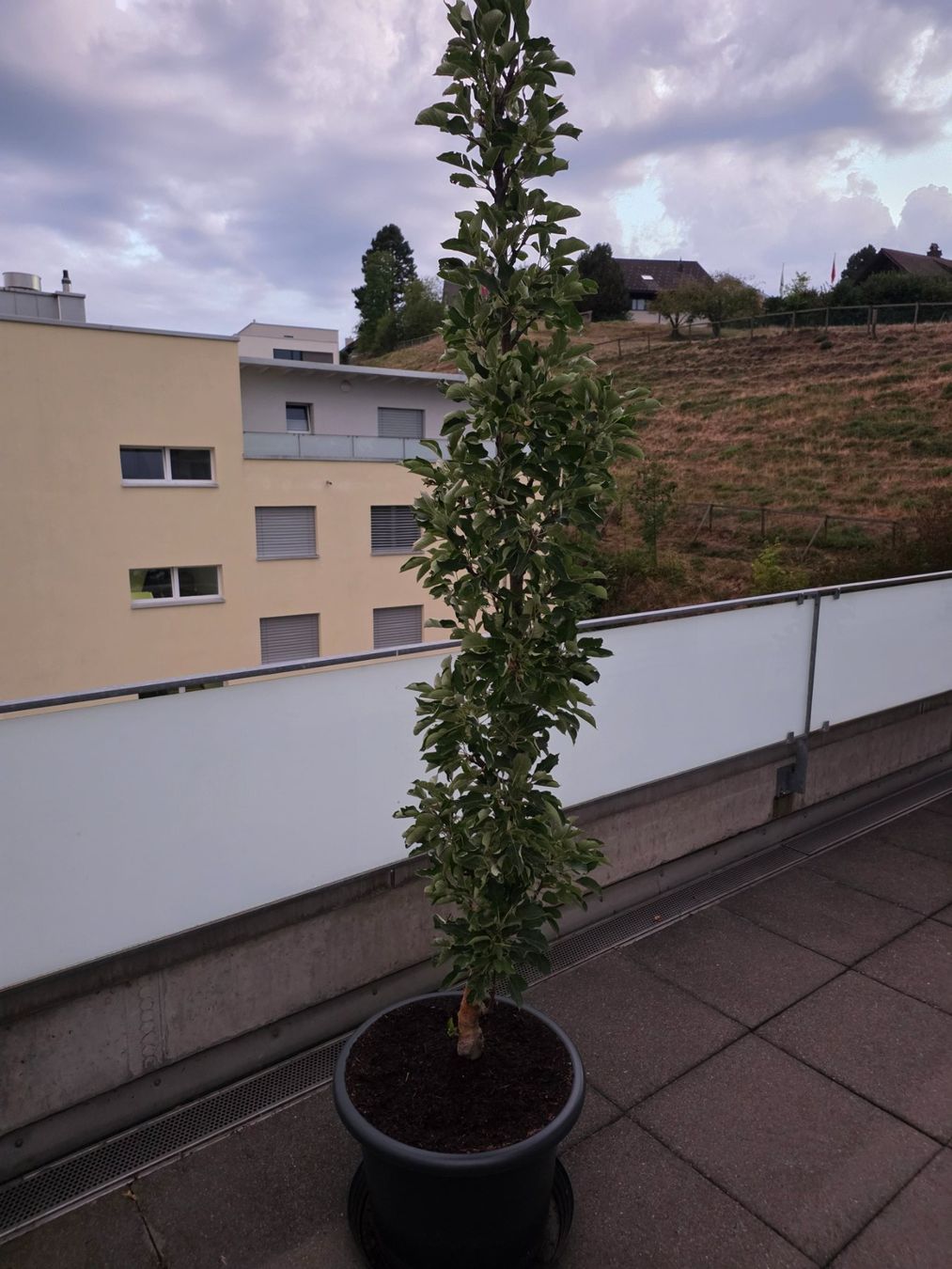 Plantes & graines: Säulenapfelbaum Rondo – D'occasion à Herisau par skorpion271081 2