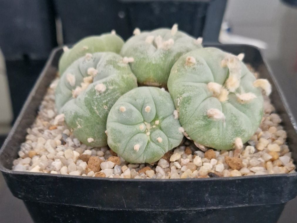 Plantes & graines: Lophophora Fricii – D'occasion à Zürich par LophiMaster 3