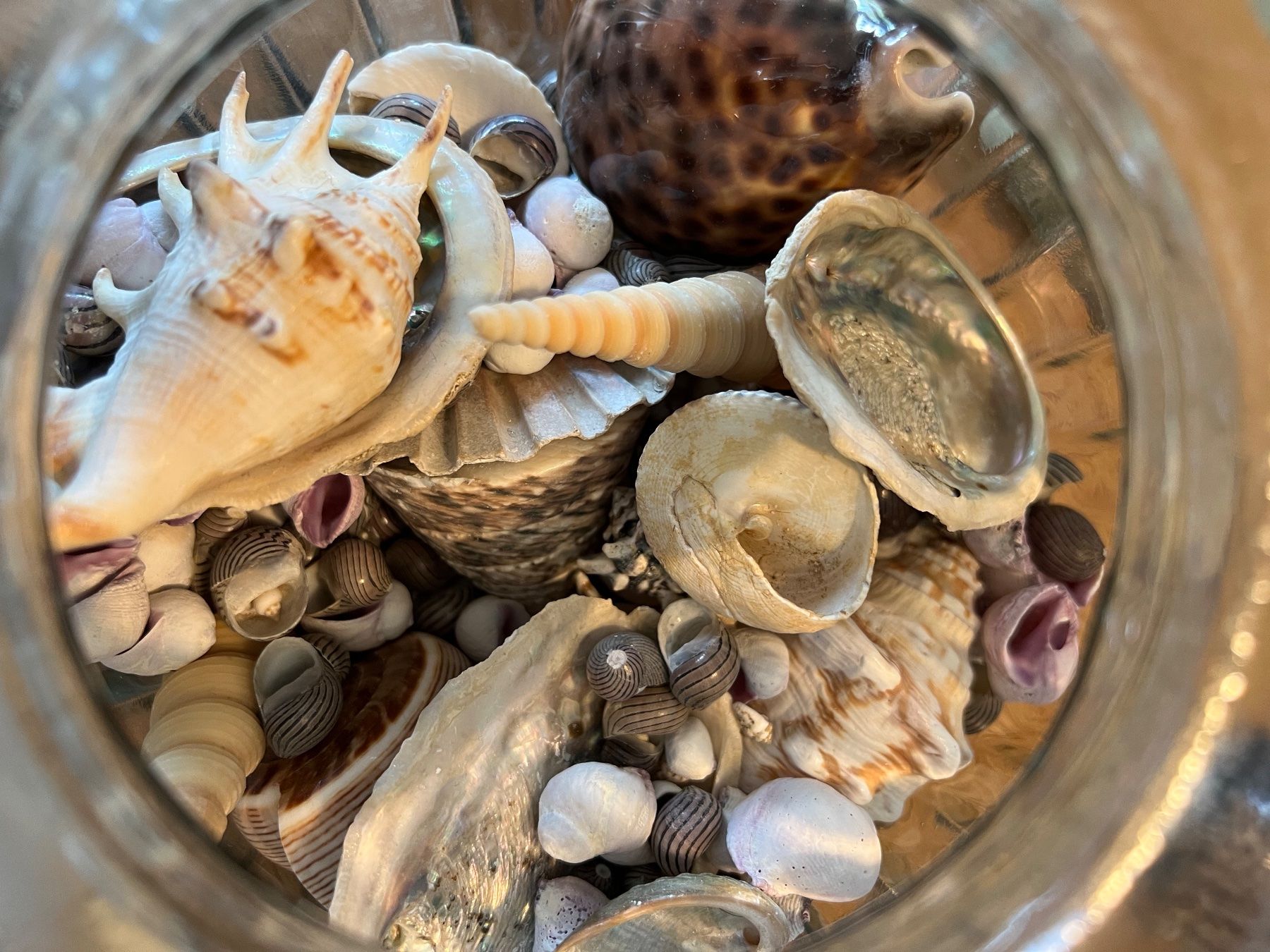 Fossili: Muscheln diverse – Usato da Fällanden venduto da Caramel7 1