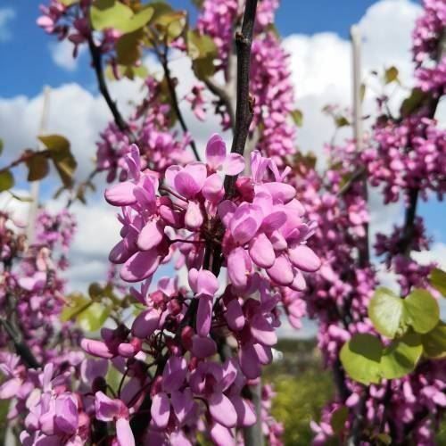 Piante & sementi: Arbre de Judée  2x 20cm  (cercis S.) – Nuovo e nell'imballaggio originale da Bremblens venduto da FIBONACCI369 4