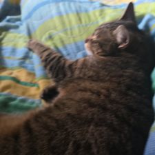 Profile image of Tobler.