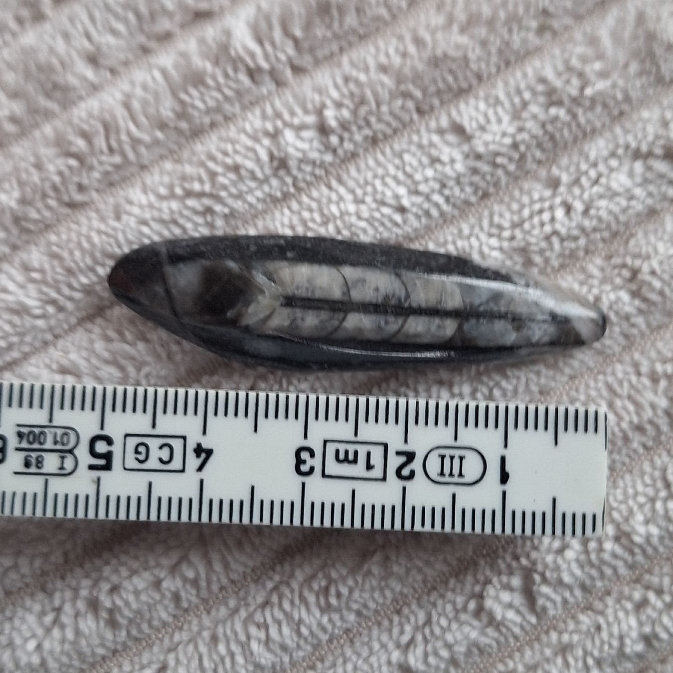 Fossili: poliertes Fossil eines Orthoceras – Usato da Aeugstertal venduto da firefly33 2